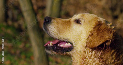 Wallpaper Mural Portrait of a beautiful Golden Retriever dog with a pedigree and a good coat just brushed.. The dog purebred is surrounded by greenery and looks camera.Concept beauty, softness, pedigree. Torontodigital.ca
