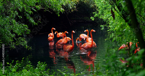 A group of pink flamingos play in the water and are in a fantastic location photo