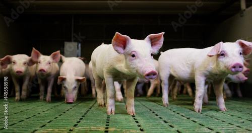 On the farm, a close shot of a pig, posing grunts his nose, walks along a mountain paddock, on a background of a a slope and sky, the concept: ecology, livestock, farming, bio, nutrition.