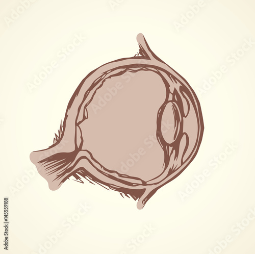 Eye section. Vector drawing