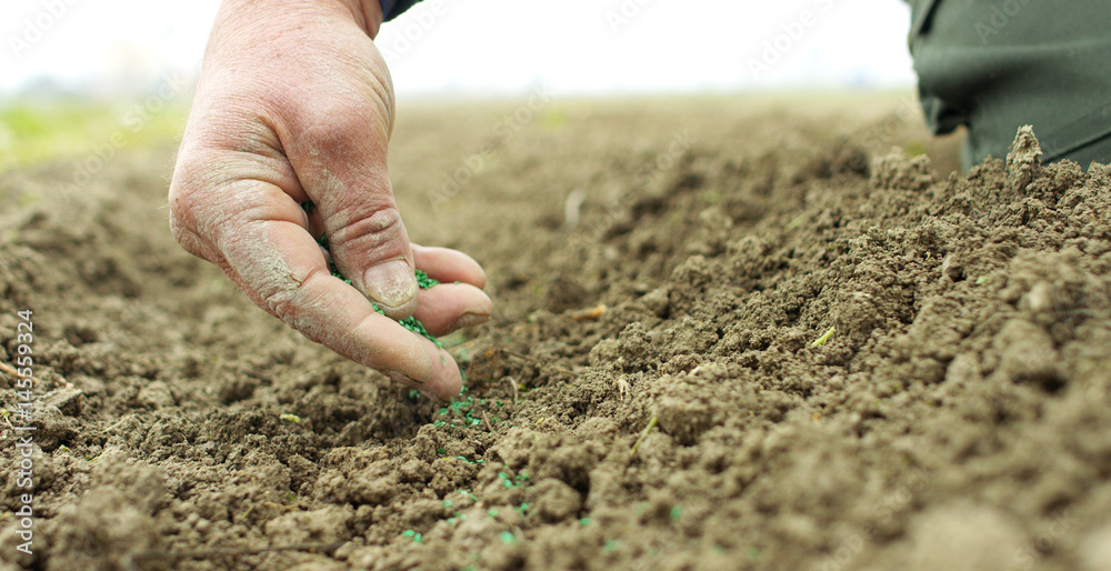 hands marked by work and by the time of an experienced farmer cleaned by mother earth a bush of freshly picked fresh carrots hands marked by work and by the time of an experienced farmer cleaned by mother earth a bush of freshly picked fresh carrots