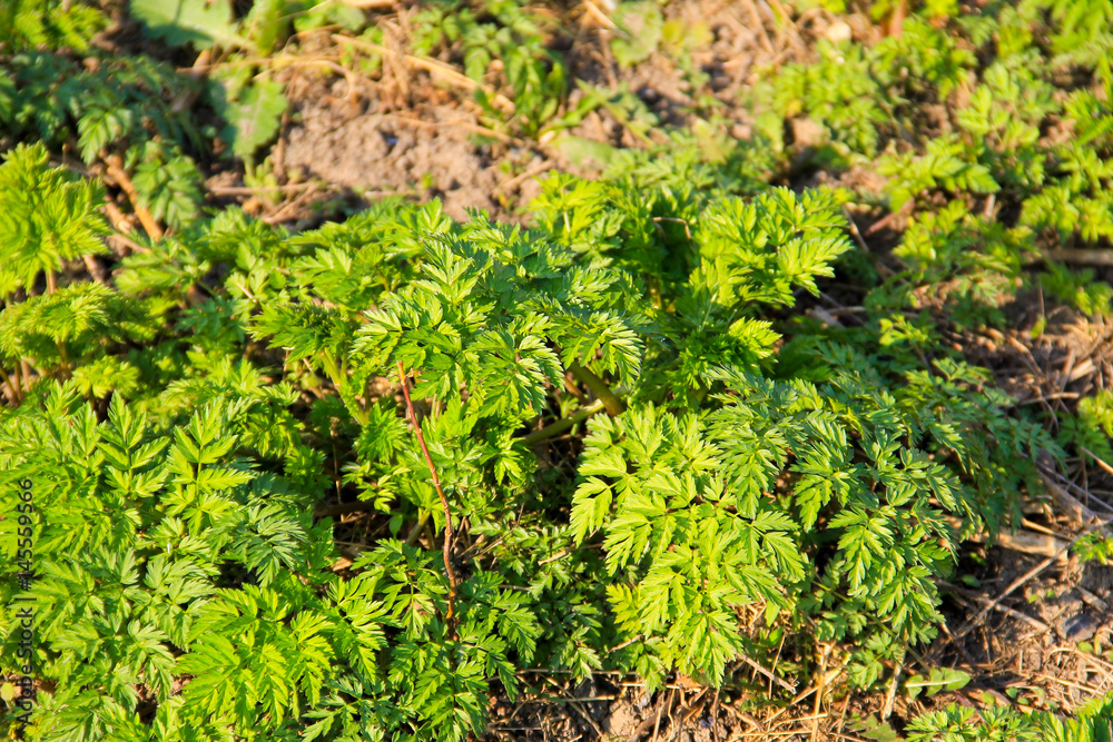 Green hemlock spotted plants (Conium Maculatum) Green hemlock spotted plants (Conium Maculatum)