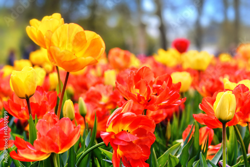 Flower bed of multicolor tulips. Nature background