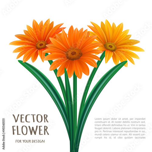 Hand drawn vector realistic illustration of Gerbera Daisy flower