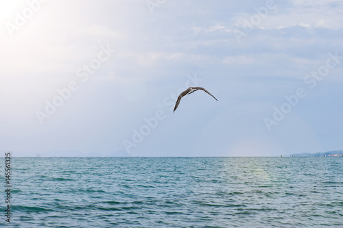 Lonely Seagull flying over the sea