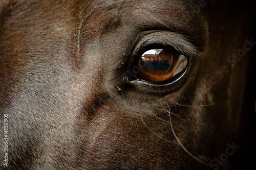 Auge eines schwarzen Pferdes Nahaufnahme © happylights