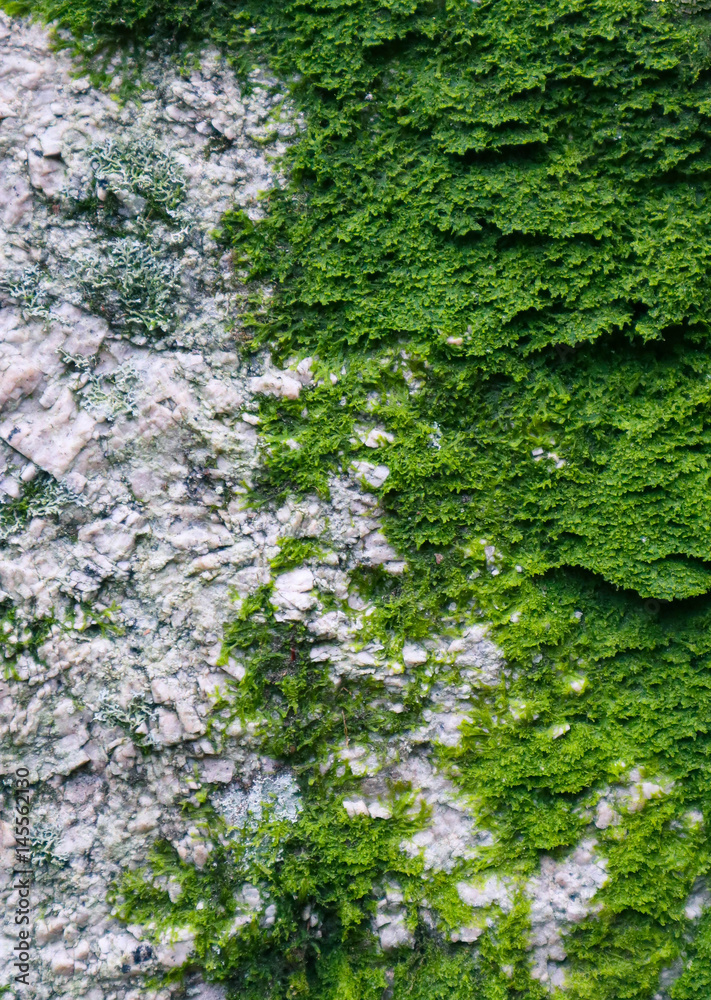 Colorful green moss texture. Photo depicting a bright bushy lichen on an old gray stone wall. Closeup, macro view.