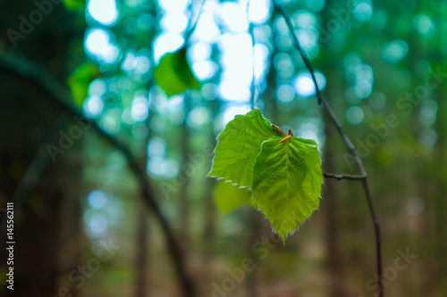 photo depicting a macro spring view of the nut tree brunch with fat green fresh lovely leaves buds. Wild hazel tree leaves, spring time, de focused, blurred forest on the background.