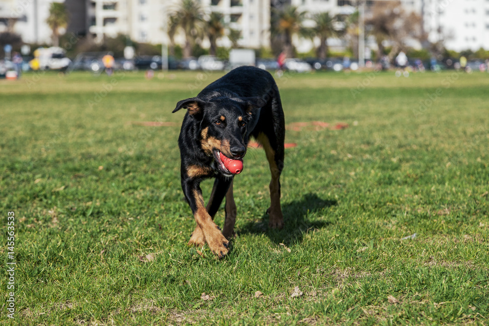 Beauceron with Australian Shepherd Dog Playing in Park Beauceron with Australian Shepherd Dog Playing in Park