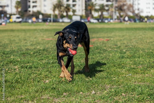 Fototapeta Naklejka Na Ścianę i Meble -  Beauceron with Australian Shepherd Dog Playing in Park