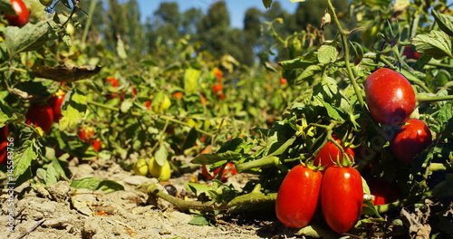 the hand of a young Italian peasant collects gently biological and fresh tomatoes in the sun of Tuscany