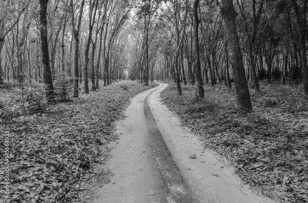 Obraz premium way to forest in black and white