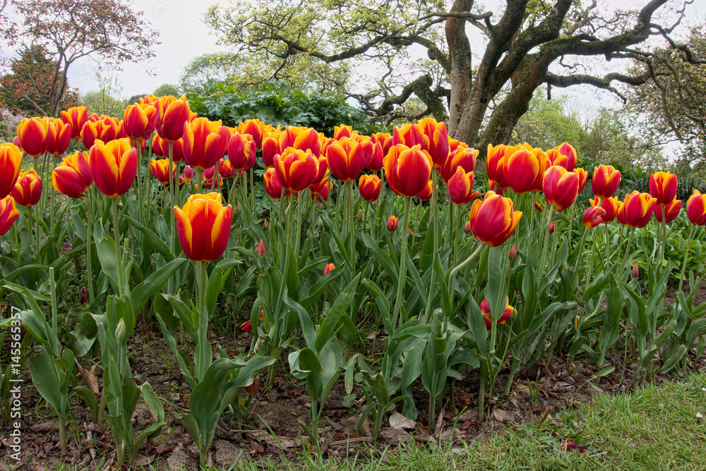 Fototapeta premium Tulips in Roath Park Cardiff