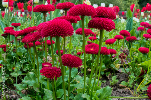 Small Red Bedding Plants fFowering in Roath Park photo