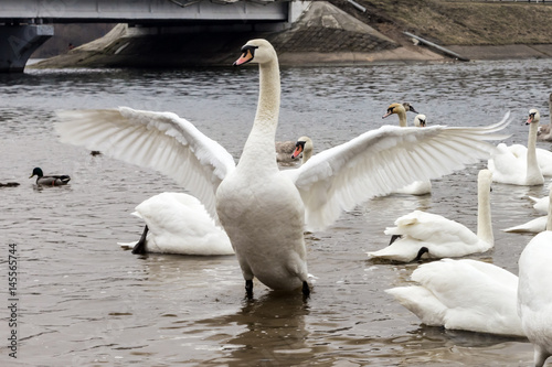 Swan with outstretched wings