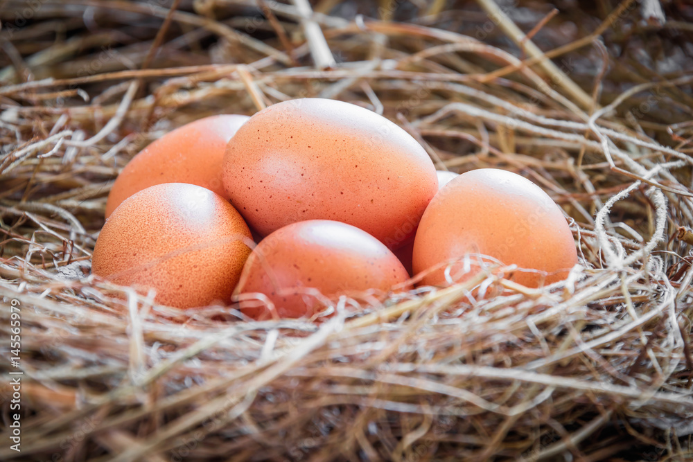 Eggs in straw / Fresh farmer's eggs.