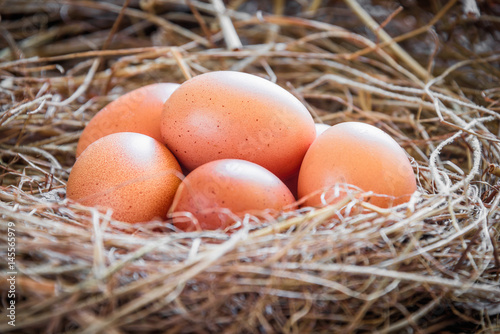 Eggs in straw / Fresh farmer's eggs.