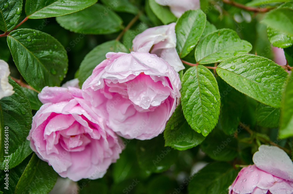 Polar Sun or Polarsonne rose after rain at Mainau island garden. Germany