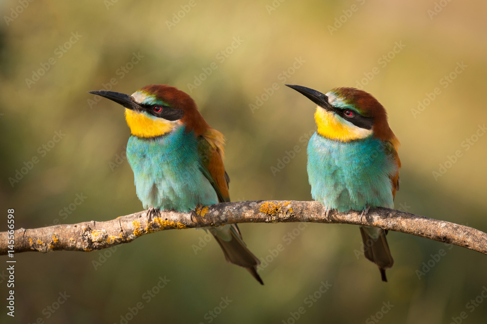 Couple of bee-eaters on a branch Couple of bee-eaters on a branch