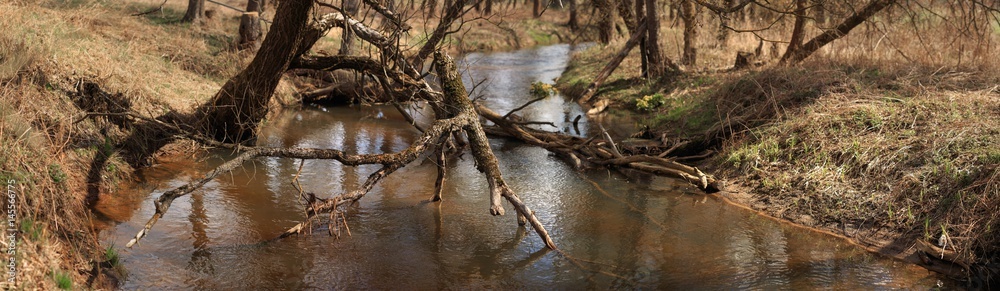 Spring landscape of plant life and trees of a small stream Spring landscape of plant life and trees of a small stream