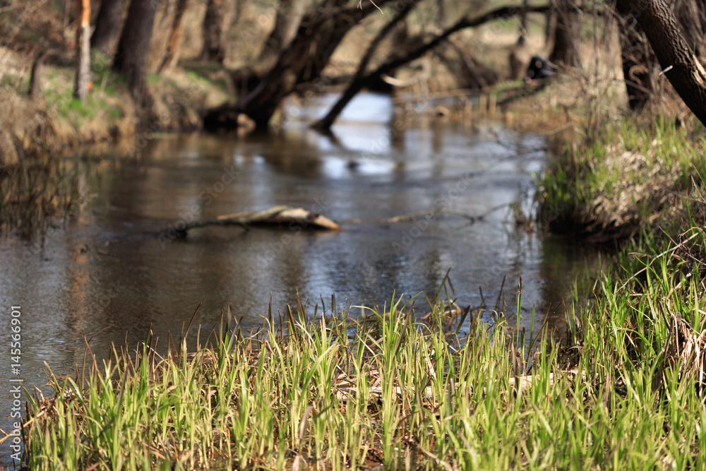 Spring landscape of plant life and trees of a small stream