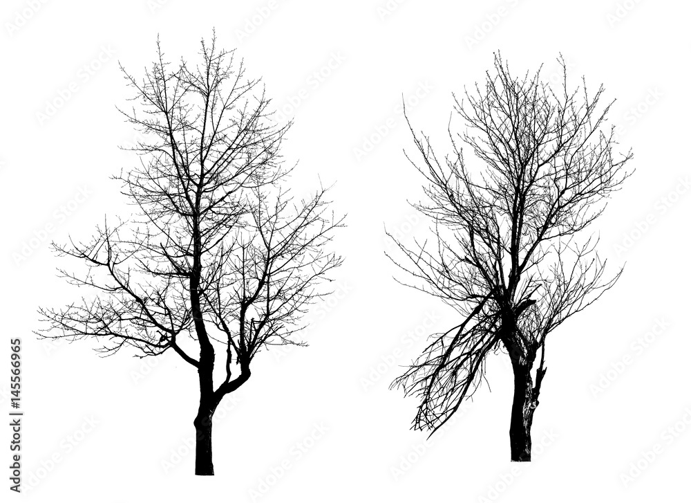 Obraz premium pnia drzewa bez liści zdjęcie, na białym tle zestaw zimowych lasów