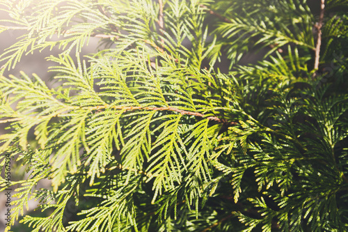 Decorative coniferous evergreen tree  close-up