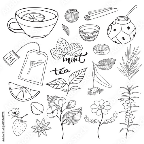 Tea hand drawn isolated collection. Vector herbal plants and elements for tea packaging design