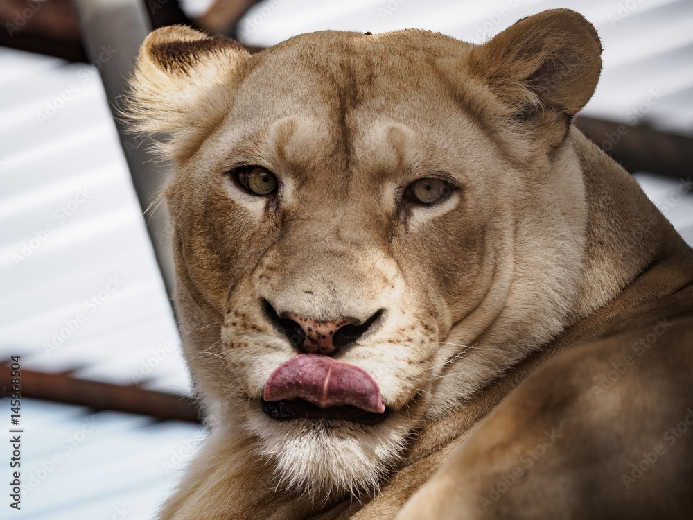 Obraz premium lion