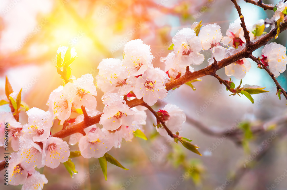 Flowers apricot tree in spring covered last snow Flowers apricot tree in spring covered last snow