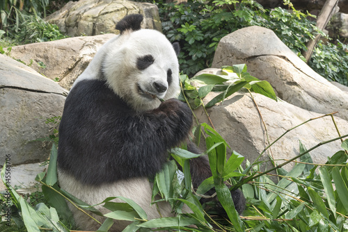 Fototapeta Naklejka Na Ścianę i Meble -  Giant panda bear eating bamboo leaf