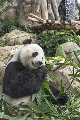 Fototapeta Naklejka Na Ścianę i Meble -  Giant panda bear eating bamboo leaf