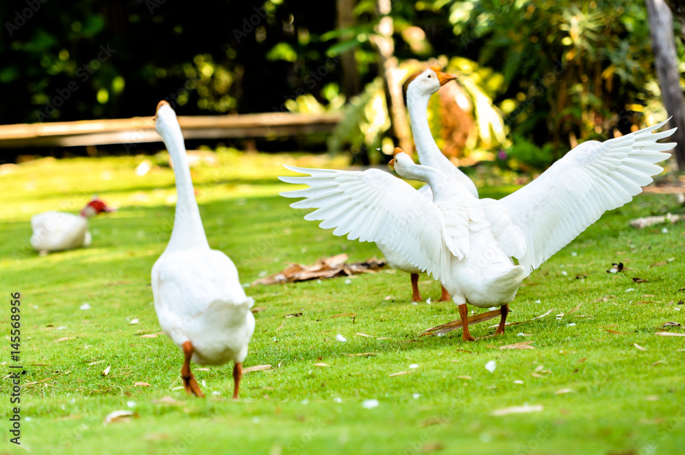 group of White domestic goose walking on the grass group of White domestic goose walking on the grass
