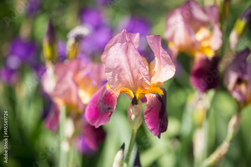 Fototapeta Naklejka Na Ścianę i Meble -   flowers of lilac iris