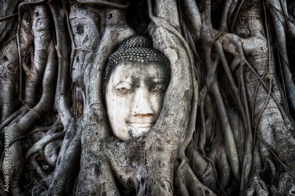 Buddha in the roots (Ayutthaya)