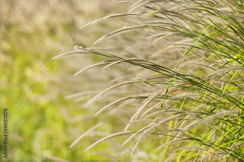 green grass in the blowing wind