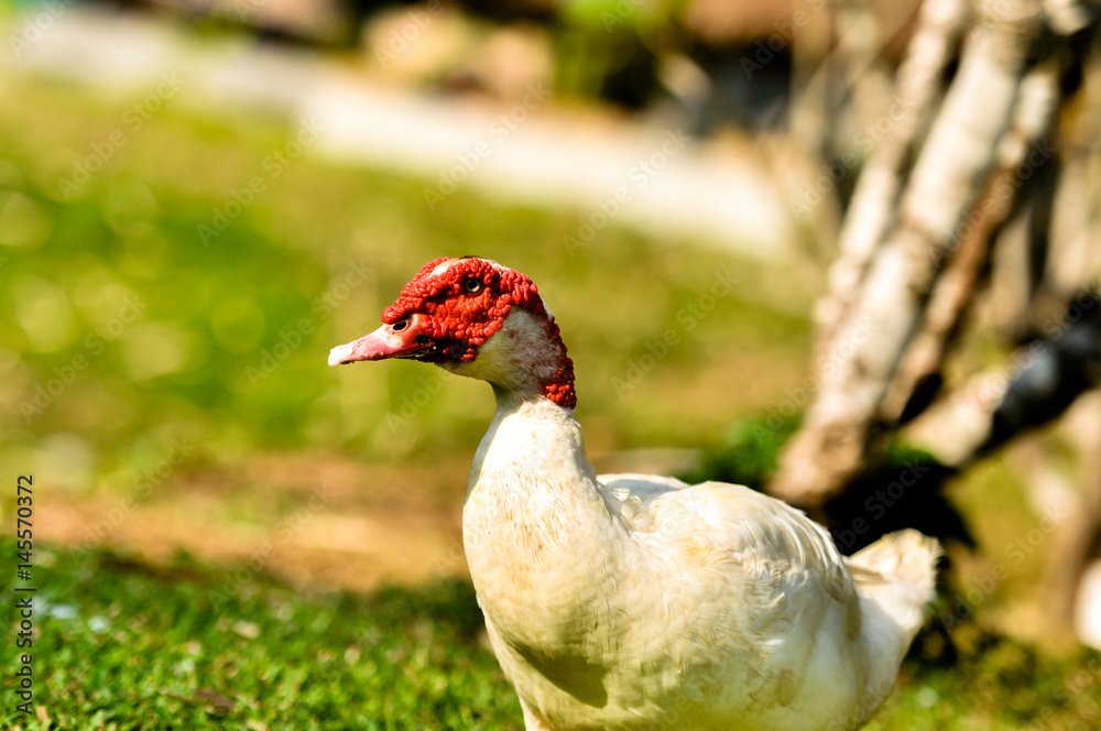 white duck red nose standing on the grass white duck red nose standing on the grass