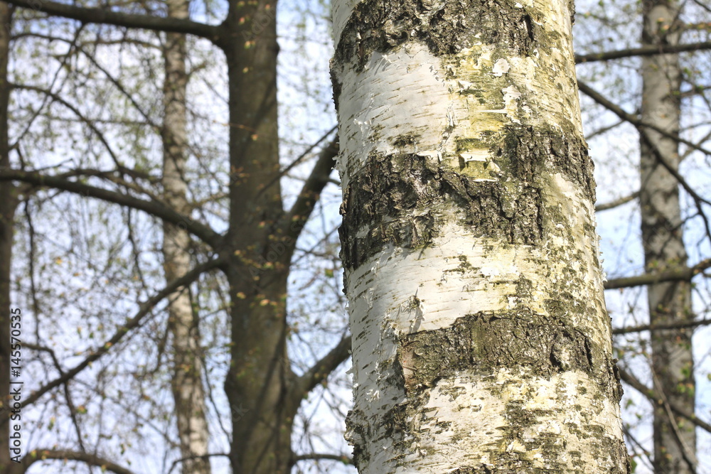 Trunks of birch trees in forest / birches in sunlight in spring / birch trees in bright sunshine / birch trees with white bark / beautiful landscape with white birches