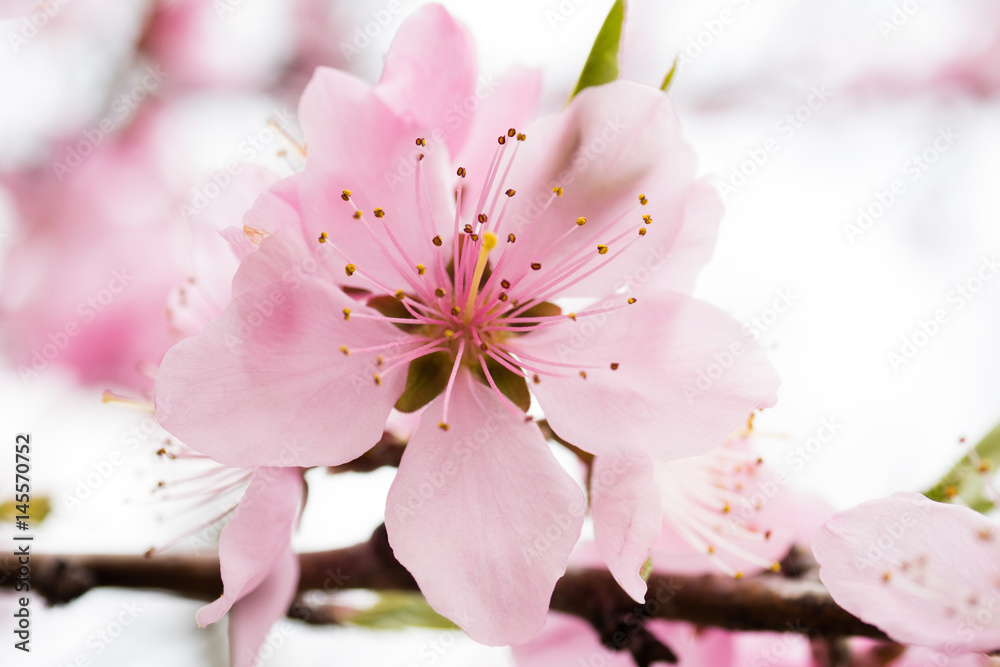 桜の花のおしべとめしべ Stock 写真 Adobe Stock