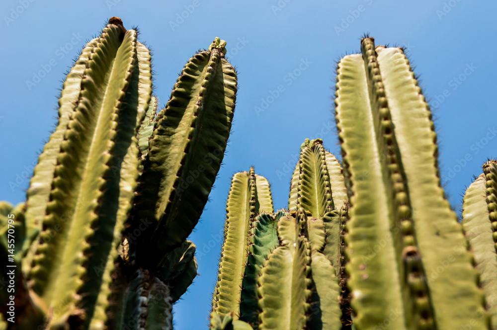 DETAIL VIEW OF THE CARDON CACTUS IN SUMMER DETAIL VIEW OF THE CARDON CACTUS IN SUMMER