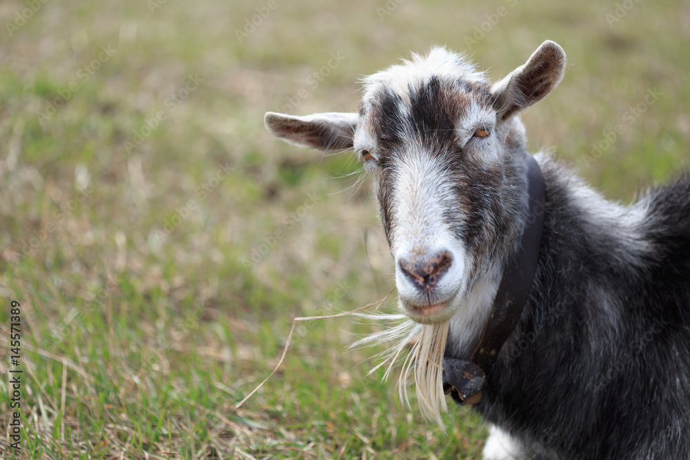 Goat close up grazing in a meadow Goat close up grazing in a meadow
