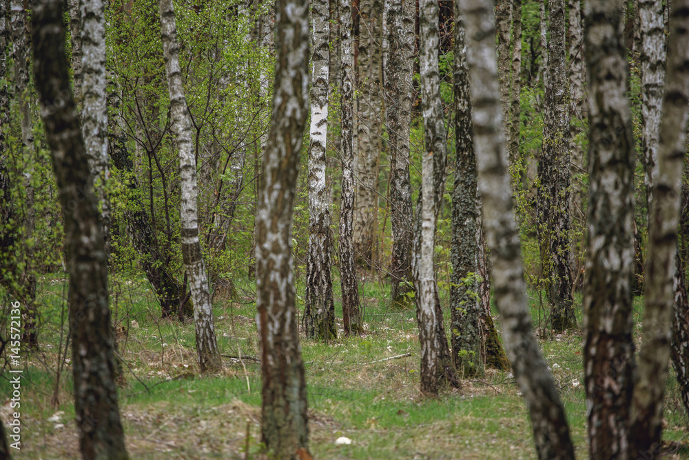 Beautiful natural panoramic landscape - summer birch grove in the evening diffused sunlight. Yellow birch forest, late autumn. Trunks of birch trees black and white Beautiful natural panoramic landscape - summer birch grove in the evening diffused sunlight. Yellow birch forest, late autumn. Trunks of birch trees black and white