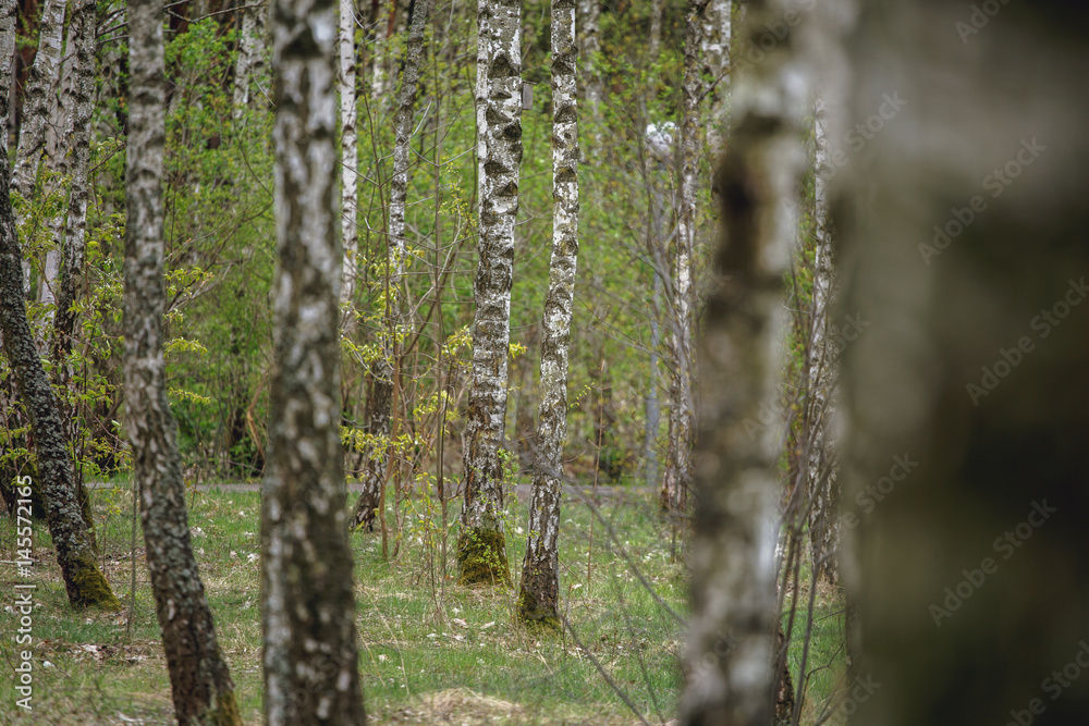 Beautiful natural panoramic landscape - summer birch grove in the evening diffused sunlight. Yellow birch forest, late autumn. Trunks of birch trees black and white Beautiful natural panoramic landscape - summer birch grove in the evening diffused sunlight. Yellow birch forest, late autumn. Trunks of birch trees black and white