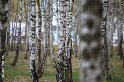 Fototapeta Naklejka Na Ścianę i Meble -  Beautiful natural panoramic landscape - summer birch grove in the evening diffused sunlight. Yellow birch forest, late autumn. Trunks of birch trees black and white