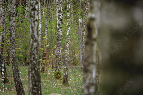 Beautiful natural panoramic landscape - summer birch grove in the evening diffused sunlight. Yellow birch forest, late autumn. Trunks of birch trees black and white