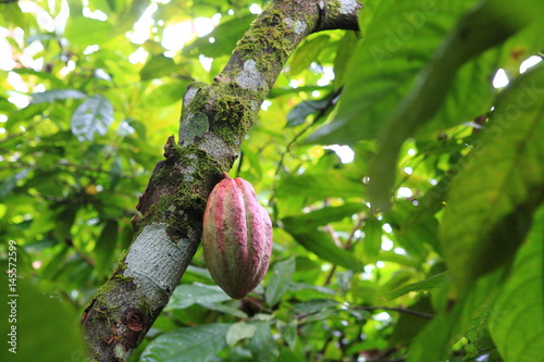 Cacao in Belize 