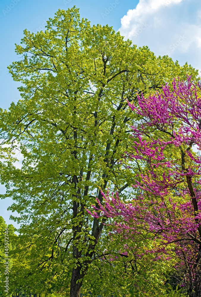 Fototapeta premium Spring in the park