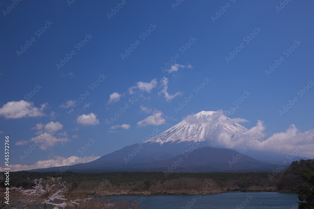 富士山と湖畔の桜