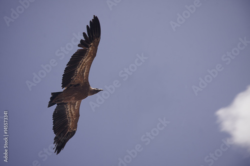 vulture flying