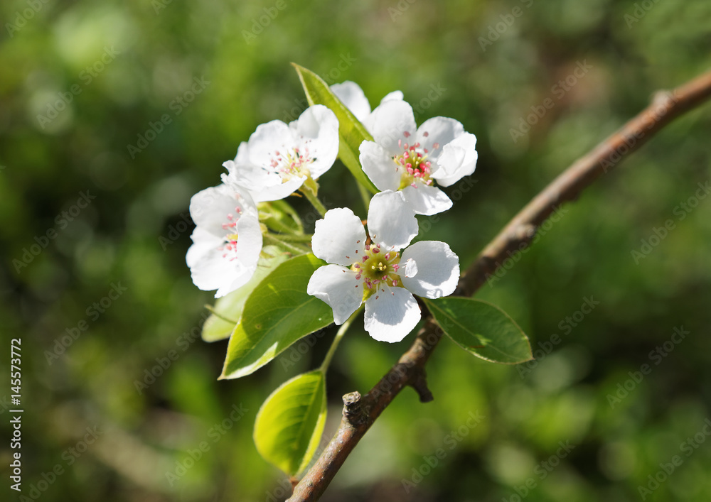Obraz premium flower pear spring sunny day close-up